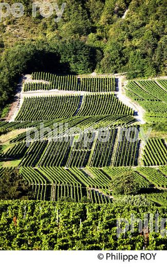 VIGNOBLE DE SAVOIE, CRU CHIGNIN, COMBE DE SAVOIE (73F01502.jpg)