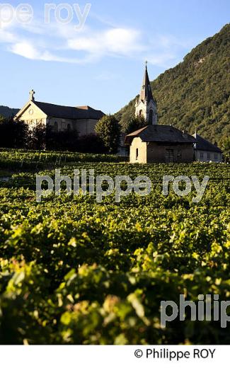 VIGNOBLE DE SAVOIE, CRU CHIGNIN, COMBE DE SAVOIE (73F01506.jpg)