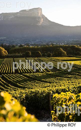 VIGNOBLE DE SAVOIE, CRU CHIGNIN, COMBE DE SAVOIE (73F01507.jpg)