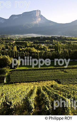 VIGNOBLE DE SAVOIE, CRU CHIGNIN, COMBE DE SAVOIE (73F01508.jpg)