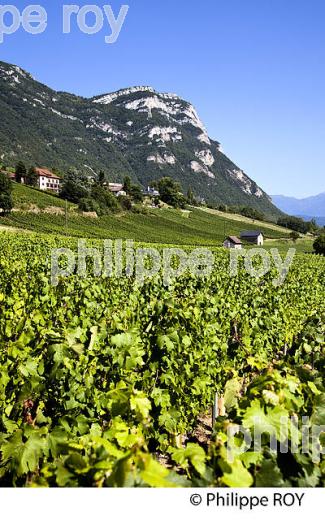 VIGNOBLE DE SAVOIE, CRU CHIGNIN, COMBE DE SAVOIE (73F01509.jpg)