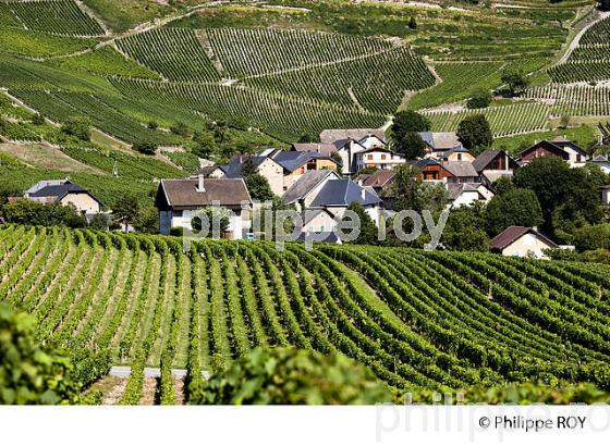 VIGNOBLE DE SAVOIE, CRU CHIGNIN, COMBE DE SAVOIE (73F01516.jpg)