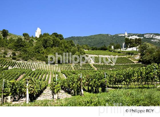 VIGNOBLE DE SAVOIE, CRU CHIGNIN, COMBE DE SAVOIE (73F01518.jpg)