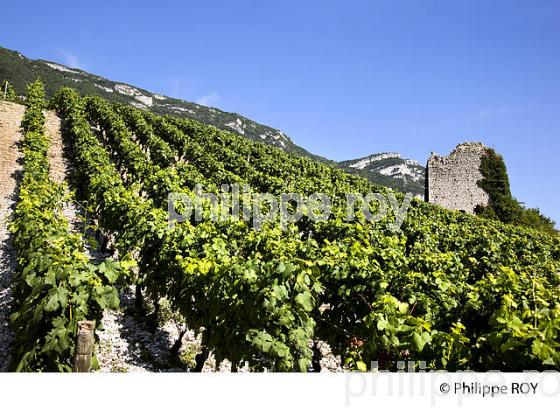 VIGNOBLE DE SAVOIE, CRU CHIGNIN, COMBE DE SAVOIE (73F01519.jpg)