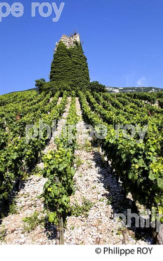 VIGNOBLE DE SAVOIE, CRU CHIGNIN, COMBE DE SAVOIE (73F01524.jpg)