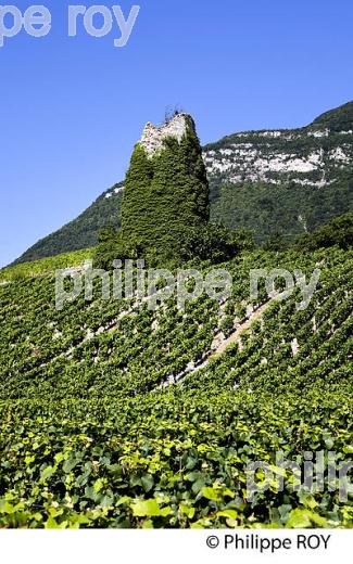 VIGNOBLE DE SAVOIE, CRU CHIGNIN, COMBE DE SAVOIE (73F01525.jpg)
