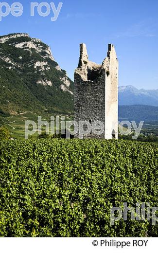 VIGNOBLE DE SAVOIE, CRU CHIGNIN, COMBE DE SAVOIE (73F01527.jpg)