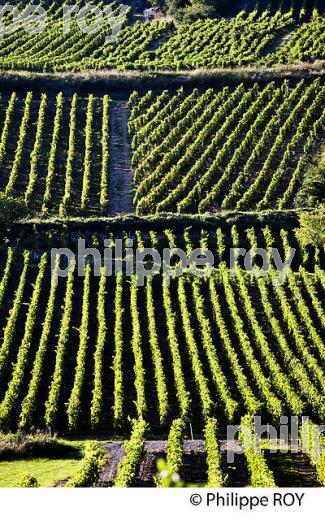 VIGNOBLE DE SAVOIE, CRU DE CRUET, COMBE DE SAVOIE (73F01528.jpg)