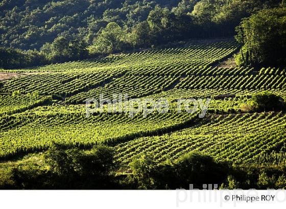 VIGNOBLE DE SAVOIE, CRU DE CRUET, COMBE DE SAVOIE (73F01529.jpg)