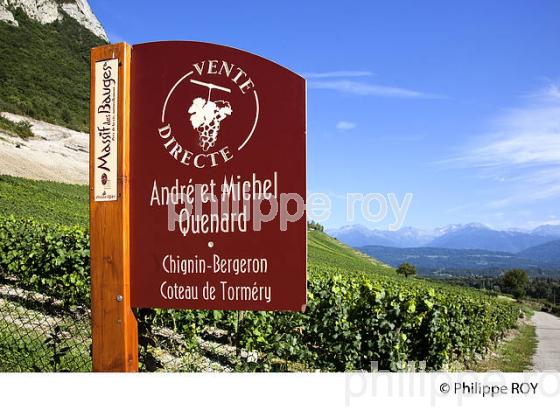 DOMAINE MICHEL QUENARD, VIN DE SAVOIE, CRU CHIGNIN BERGERON (73F01536.jpg)