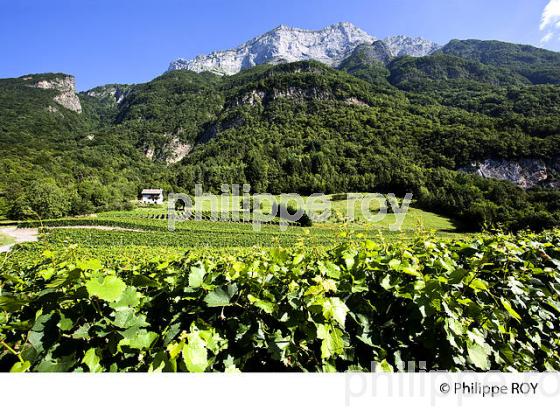 VIGNOBLE DE SAVOIE, CRU SAINT JEAN LA PORTE, COMBE DE SAVOIE (73F01601.jpg)