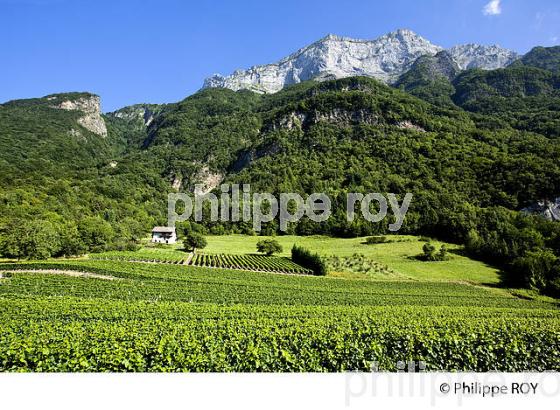 VIGNOBLE DE SAVOIE, CRU SAINT JEAN LA PORTE, COMBE DE SAVOIE (73F01602.jpg)
