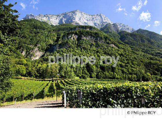 VIGNOBLE DE SAVOIE, CRU SAINT JEAN LA PORTE, COMBE DE SAVOIE (73F01603.jpg)