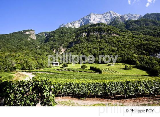 VIGNOBLE DE SAVOIE, CRU SAINT JEAN LA PORTE, COMBE DE SAVOIE (73F01604.jpg)