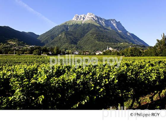 VIGNOBLE DE SAVOIE, CRU SAINT JEAN LA PORTE, COMBE DE SAVOIE (73F01605.jpg)