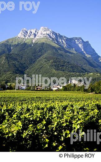 VIGNOBLE DE SAVOIE, CRU SAINT JEAN LA PORTE, COMBE DE SAVOIE (73F01620.jpg)