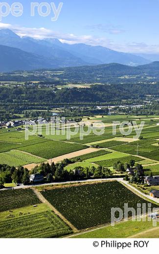 VIGNOBLE DE SAVOIE, CRU SAINT JEAN LA PORTE, COMBE DE SAVOIE (73F01621.jpg)