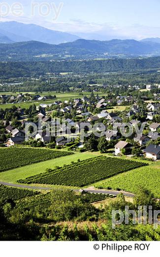 VIGNOBLE DE SAVOIE, CRU SAINT JEAN LA PORTE, COMBE DE SAVOIE (73F01622.jpg)