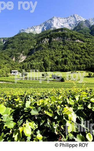 VIGNOBLE DE SAVOIE, CRU SAINT JEAN LA PORTE, COMBE DE SAVOIE (73F01625.jpg)