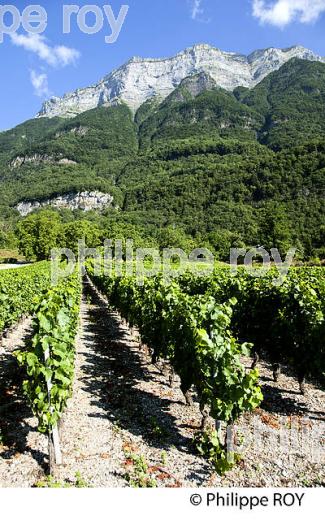 VIGNOBLE DE SAVOIE, CRU SAINT JEAN LA PORTE, COMBE DE SAVOIE (73F01626.jpg)