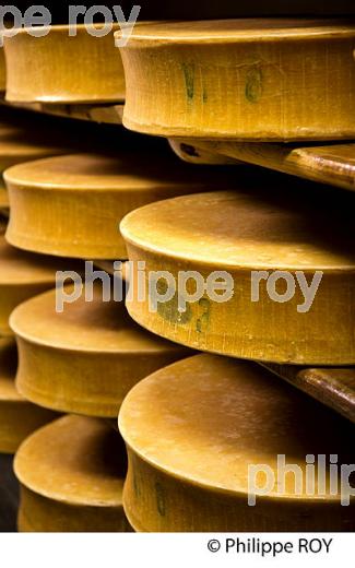 FROMAGE DE BEAUFOIRT, COOPERATIVE LAITIERE DE BEAUFORT, BEAUFORTIN, SAVOIE, FRANCE (73F02028.jpg)
