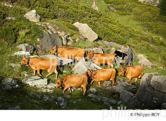 FROMAGE DE BEAUFORT,VACHES TARINE A  L'ALPAGE,  BEAUFORTAIN, SAVOIE, FRANCEDANS L'ALPAGE,  BEAUFORTAIN, SAVOIE, FRANCE (73F02114.jpg)