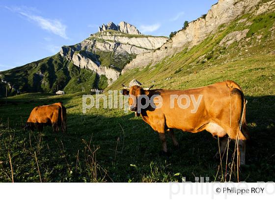 FROMAGE DE BEAUFORT,VACHES TARINE A  L'ALPAGE,  BEAUFORTAIN, SAVOIE, FRANCEDANS L'ALPAGE,  BEAUFORTAIN, SAVOIE, FRANCE (73F02122.jpg)