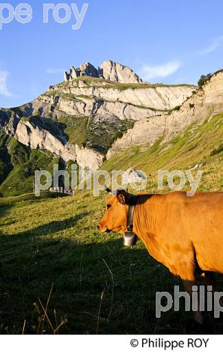 FROMAGE DE BEAUFORT,VACHES TARINE A  L'ALPAGE,  BEAUFORTAIN, SAVOIE, FRANCEDANS L'ALPAGE,  BEAUFORTAIN, SAVOIE, FRANCE (73F02123.jpg)