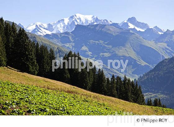 VUE DU MONT BLANC DEPUIS LE BEAUFORTAIN, SAVOIE, FRANCE (73F02538.jpg)
