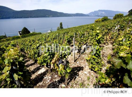 VIGNOBLE DE SAVOIE ET LAC DU BOURGET, FRANCE (73F03632.jpg)