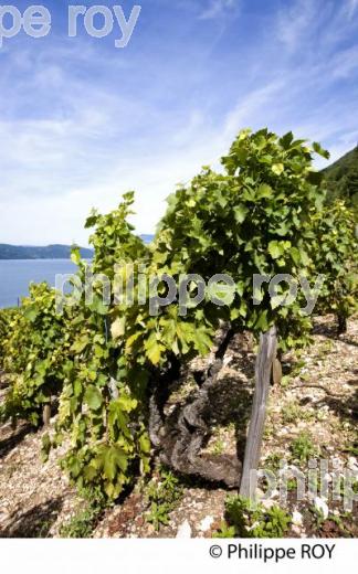 VIGNOBLE DE SAVOIE ET LAC DU BOURGET, FRANCE (73F03634.jpg)