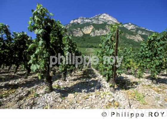 Le vignoble de Savoie (73V00133.jpg)