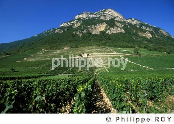 Vignoble de Savoie (73V00135.jpg)