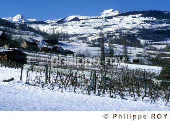 Vignoble de Savoie (73V00139.jpg)