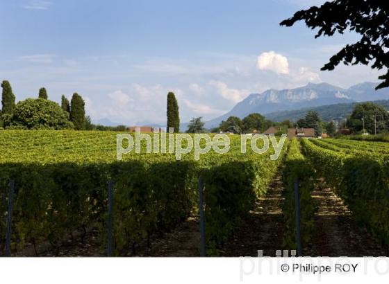 Le vignoble de Savoie (74F00728.jpg)