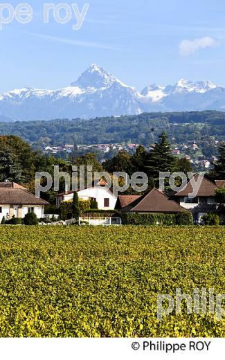 VIGNES, CHATEAU  RIPAILLE, CHABLAIS, THONON, HAUTE-SAVOIE, FRANCE (74F02015.jpg)