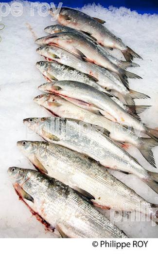 POISSONNERIE, ETAL DE FERAS, THONON, HAUTE-SAVOIE, FRANCE (74F02108.jpg)