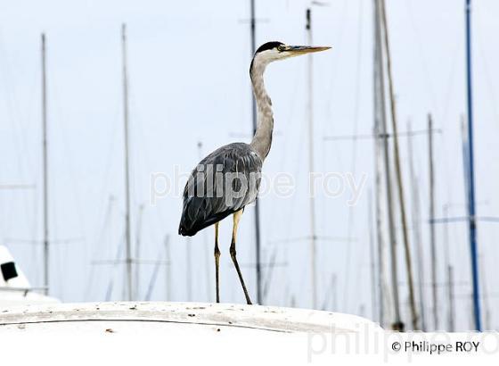 HERON, PORT DES PECHEURS, THONON, HAUTE-SAVOIE, FRANCE (74F02220.jpg)