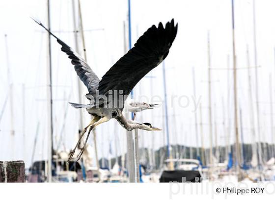 HERON, PORT DES PECHEURS, THONON, HAUTE-SAVOIE, FRANCE (74F02221.jpg)