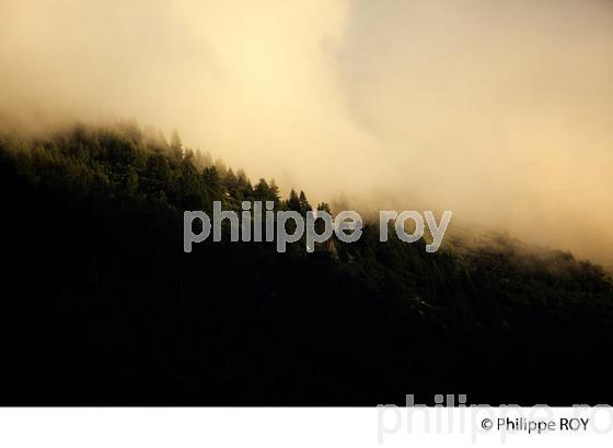 FORET DANS LES NUAGES, ARGENTIERE, HAUTE-SAVOIE, FRANCE (74F02928.jpg)