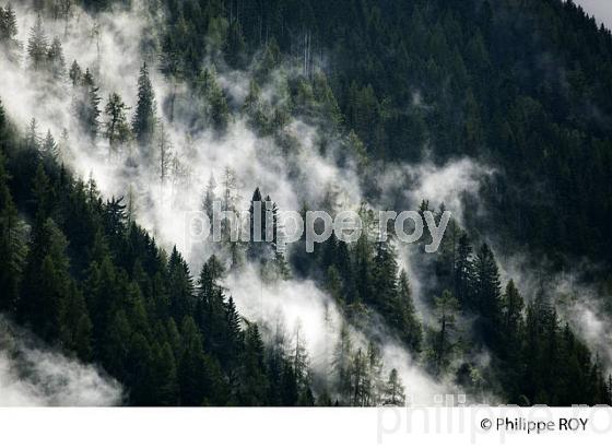 FORET DANS LA BRUME, VALLEE DE CHAMONIX, HAUTE-SAVOIE, FRANCE (74F03019.jpg)