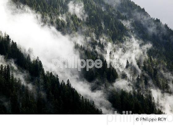 FORET DANS LA BRUME, VALLEE DE CHAMONIX, HAUTE-SAVOIE, FRANCE (74F03021.jpg)