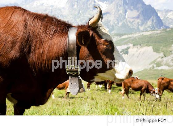 VACHES DE RACE ABONDANCE A L'ALPAGE, HAUTE-SAVOIE, FRANCE (74F03511.jpg)