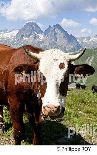 VACHES DE RACE ABONDANCE A L'ALPAGE, HAUTE-SAVOIE, FRANCE (74F03514.jpg)