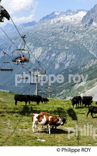 TELESIEGE AU-DESSUS DES VACHES, ALPAGE, HAUTE-SAVOIE, FRANCE (74F03516.jpg)