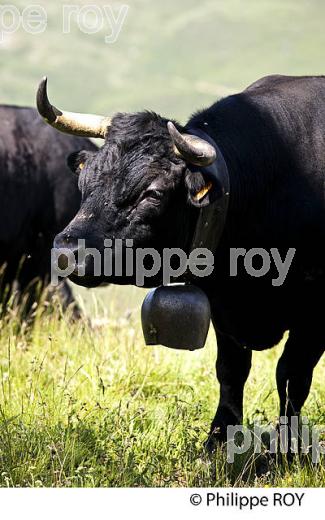 VACHE DE RACE HERENS A L'ALPAGE, HAUTE-SAVOIE, FRANCE (74F03517.jpg)