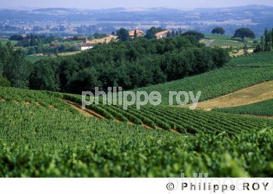 Vignoble de Gaillac (81V00113.jpg)