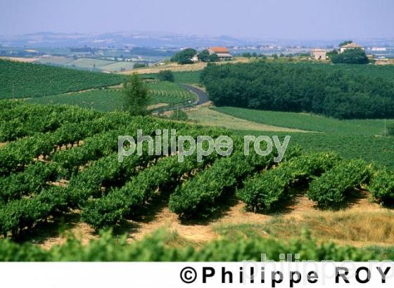 Vignoble de Gaillac (81V00115.jpg)
