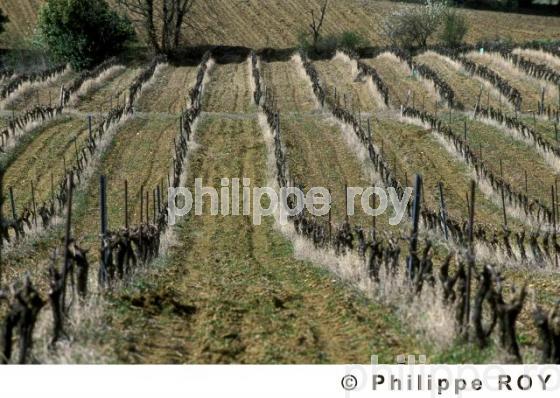 Vignoble de Gaillac (81V00117.jpg)