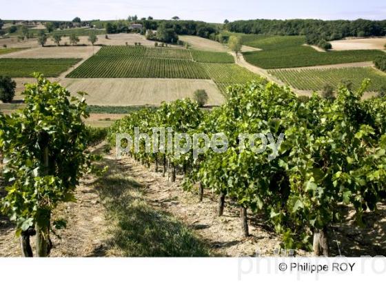 Vignoble de Gaillac - Tarn (81V00131.jpg)